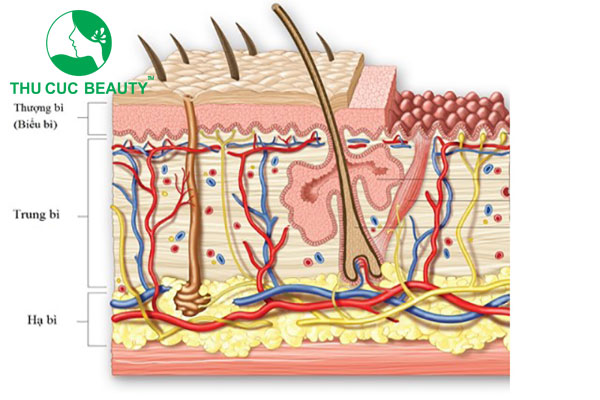 Nâng mũi bằng trung bì mỡ được bao lâu?